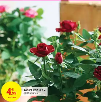 Intermarché Rosier pot 14 cm offre