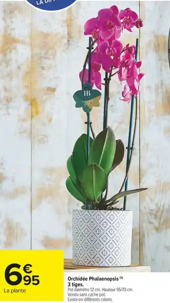 Carrefour Market Orchidée Phalaenopsis offre