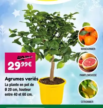 Point Vert Agrumes variés offre