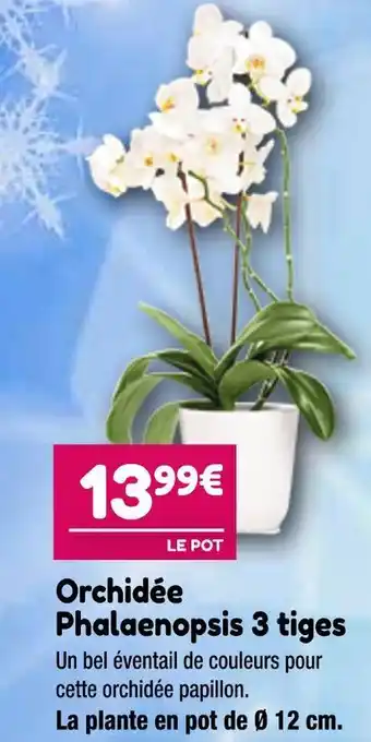 Orchidée phalaenopsis 3 tiges