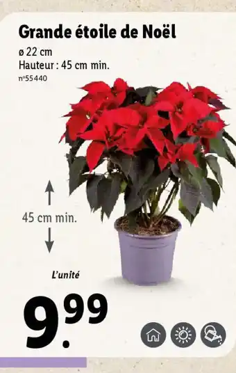 Lidl Grande étoile de Noël offre