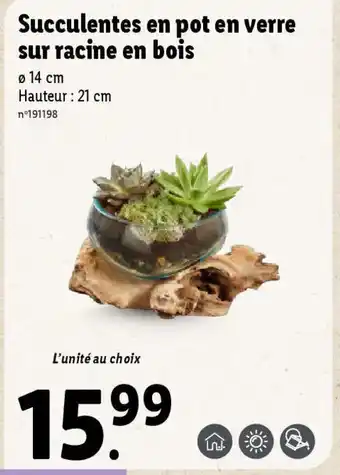 Lidl Succulentes en pot en verre sur racine en bois offre
