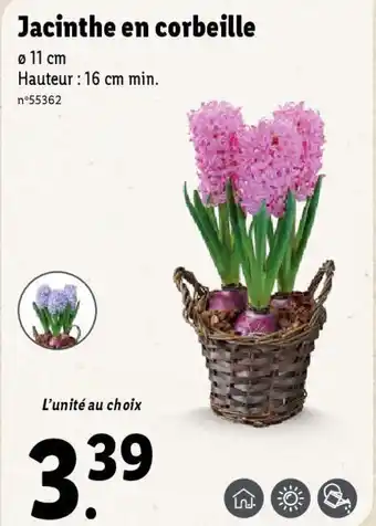 Lidl Jacinthe en corbeille offre