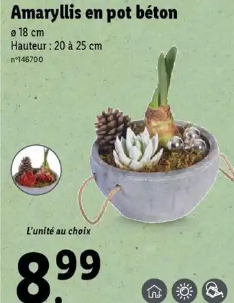Lidl Amaryllis en pot béton offre