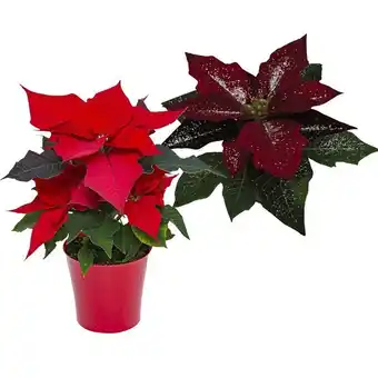 Carrefour Poinsettia pailleté offre