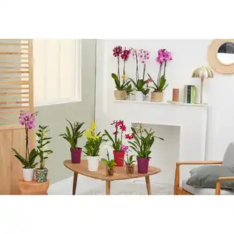 Carrefour Market Foire aux orchidées (1) offre