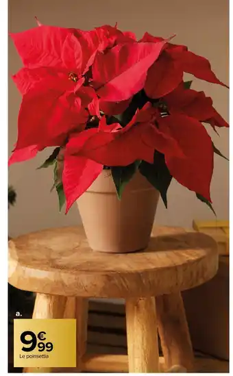 Carrefour Poinsettia offre