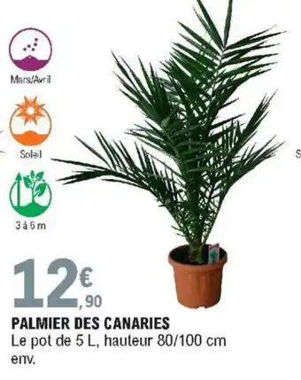 E.Leclerc Palmier des Canaries offre
