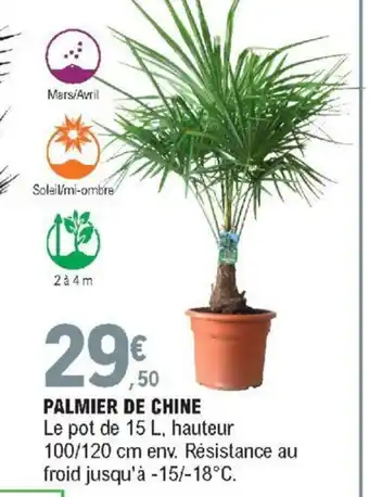 E.Leclerc Palmier de chine offre