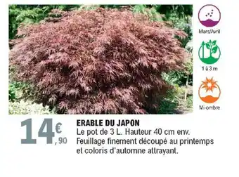 Erable du Japon