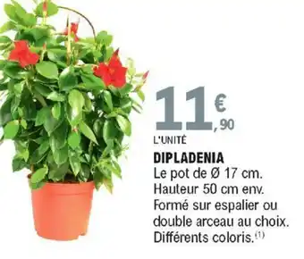 E.Leclerc Dipladenia offre