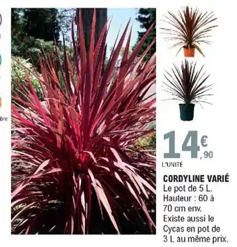 E.Leclerc Cordyline varié offre