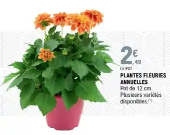 E.Leclerc Plantes fleuries annuelles offre