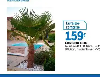 E.Leclerc Palmier de chine offre