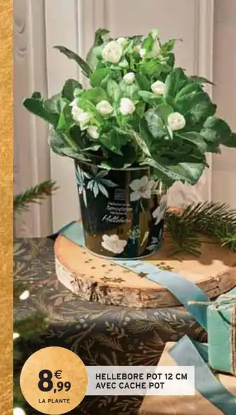 Intermarché Hellebore pot 12 cm avec cache pot offre