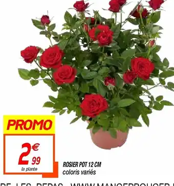 Netto Rosier Pot offre