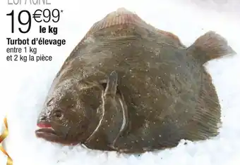 Turbot d’élevage