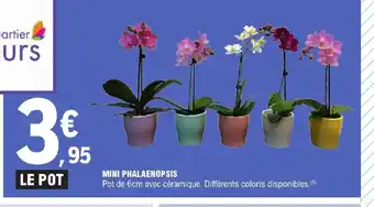 E.Leclerc MINI PHALAENOPSIS offre
