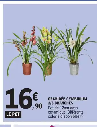 E.Leclerc ORCHIDÉE CYMBIDIUM 2/3 BRANCHES offre