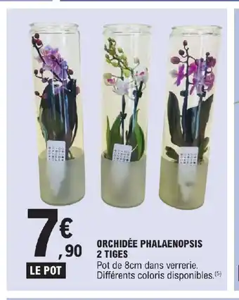 E.Leclerc ORCHIDEE PHALAENOPSIS 2 TIGES offre