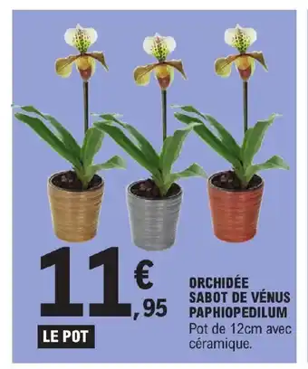 E.Leclerc ORCHIDÉE SABOT DE VÉNUS PAPHIOPEDILUM offre