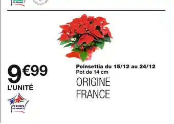Poinsettia du 15/12 au 24/12