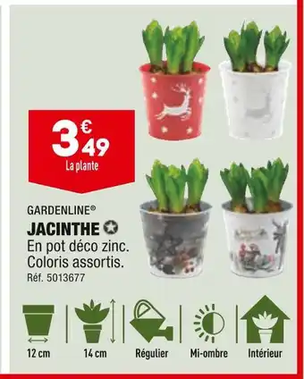 ALDI Gardenline jacinthe offre