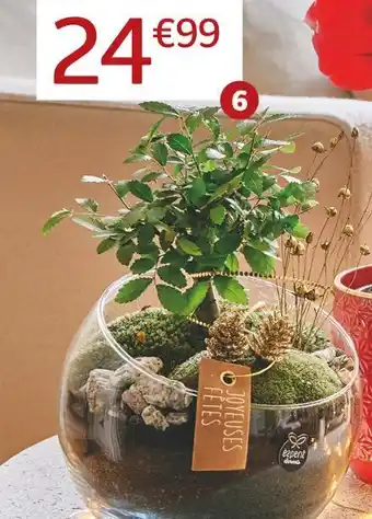 Jardiland Composition bonsaï ou ficus ginseng offre