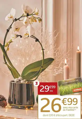 Jardiland Phalaenopsis offre