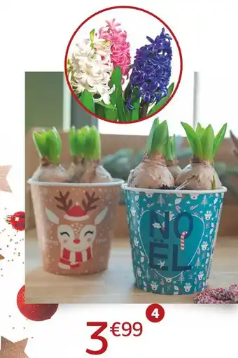 Jardiland Jacinthe trio offre