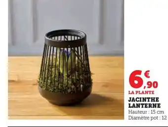 Hyper U LA PLANTE JACINTHE LANTERNE offre