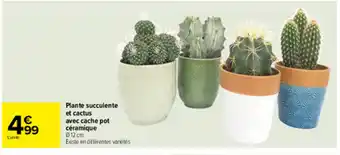Carrefour Plante succulente et cactus offre