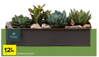 Carrefour composition plante succulente offre