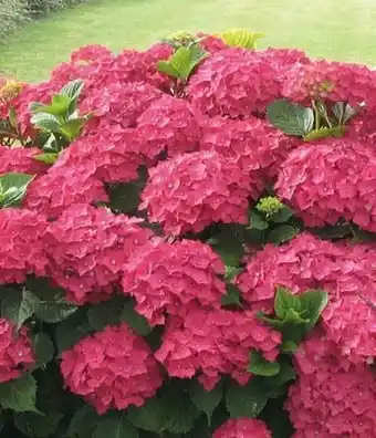 Auchan PLANTES DE TERRE DE BRUYÈRE offre