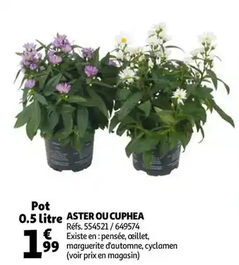 ASTER OU CUPHEA