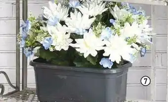 La jardinière de 24 dahlias