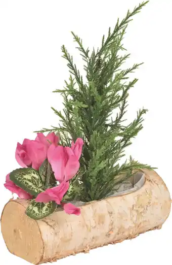 Centrakor La bûche de fleurs offre