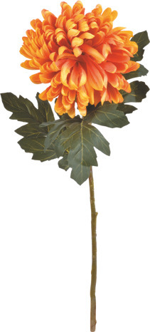 Centrakor La tige de chrysanthèmes offre