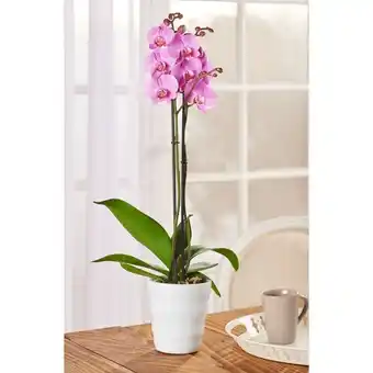 Carrefour Market Orchidée phalaenopsis (1) offre