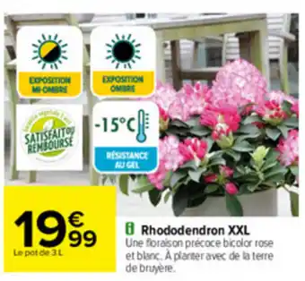 Carrefour Rhododendron XXL offre