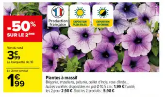 Carrefour Plantes à massif offre