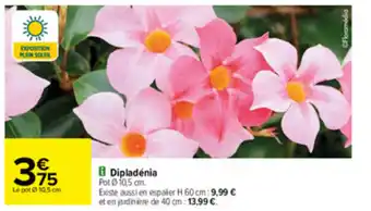 Dipladénia