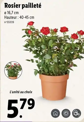 Lidl Rosier pailleté offre