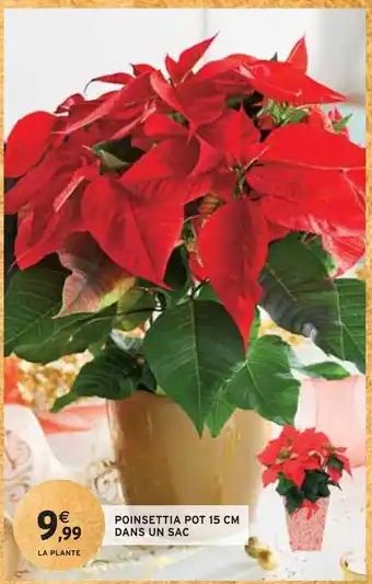 Intermarché Poinsettia pot 15 cm dans un sac offre
