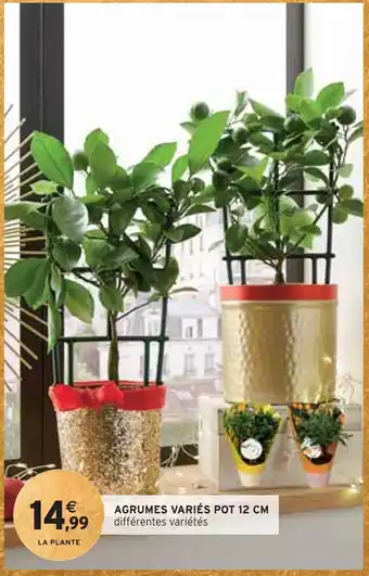 Agrumes variés pot 12 cm