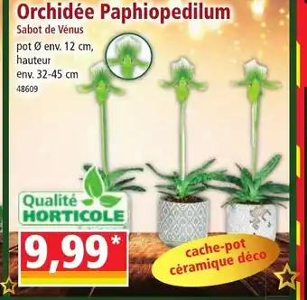 Norma Orchidée Paphiopedilum offre