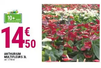 Gamm vert ANTHURIUM MULTIFLEURS 3L offre