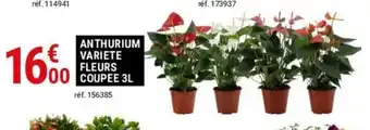 Gamm vert ANTHURIUM VARIETE FLEURS COUPEE 3L offre