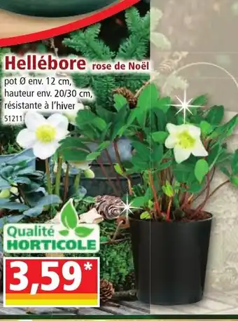 Norma Hellébore rose de Noël offre