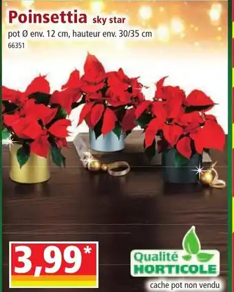 Norma Poinsettia sky star offre